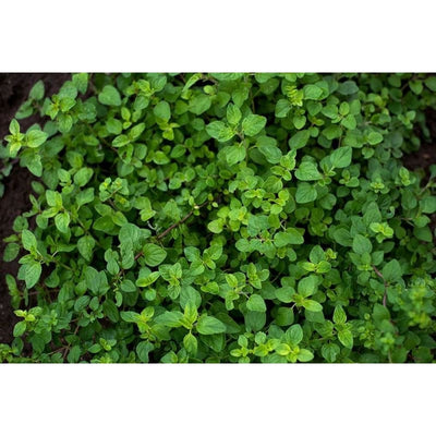 Oregano - Herbs