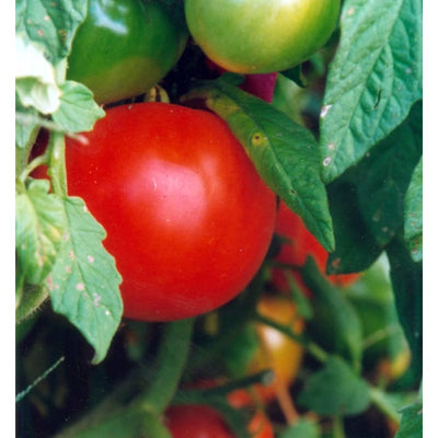 Oregon Spring Tomato (68 Days) - Vegetables