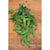 Oregon Sugar Pod Ii Pea (68 Days) - Vegetables