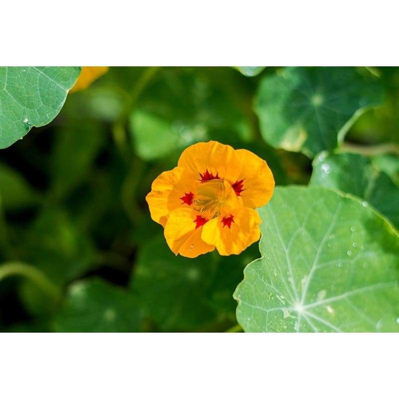 planting nasturtium seeds outside Out of Africa Nasturtium