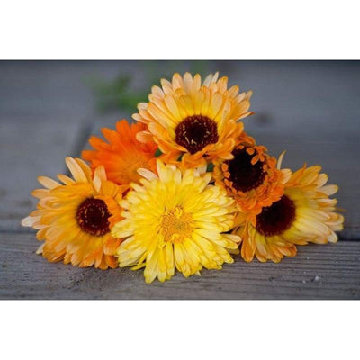 Calendula - Pacific Beauty Mix - Flowers