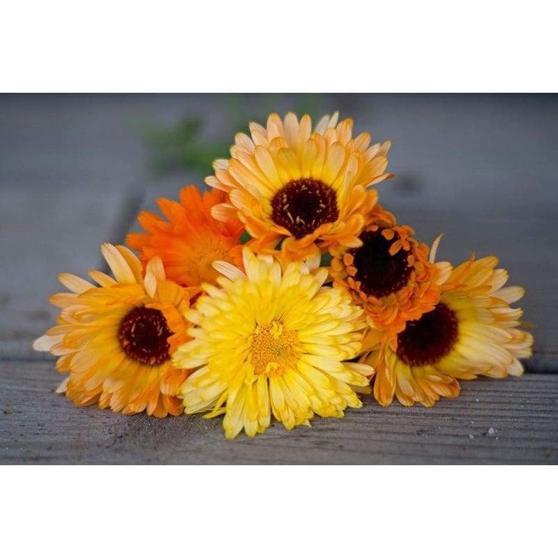 Pacific Beauty Mix - Flowers