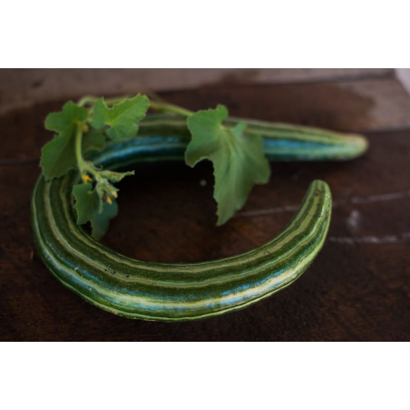 Painted Serpent Cucumber (72 Days) - Vegetables