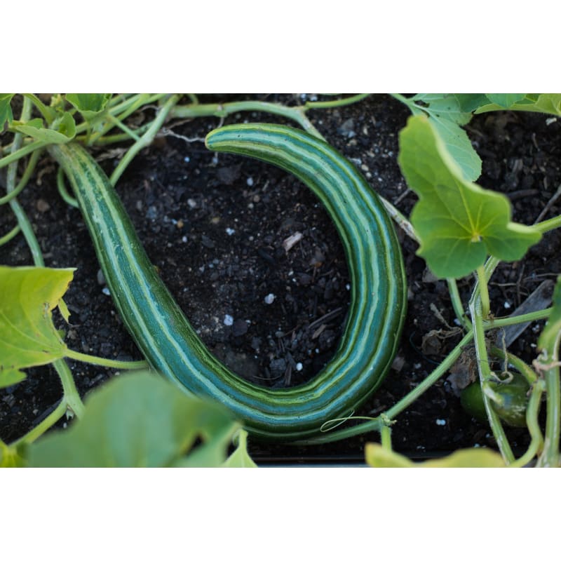 Painted Serpent Cucumber (72 Days) - Vegetables