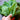 Palco Spinach (Organic F1 Hybrid 38 Days) - Vegetables