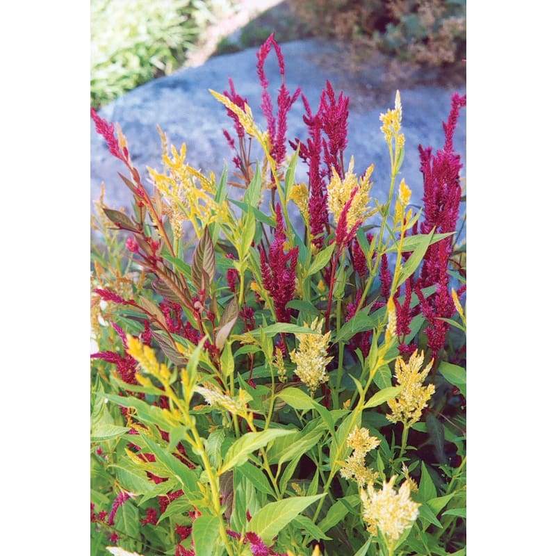 Pampas Plume Celosia - Flowers