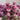 Panorama Mix Monarda - Flowers