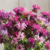 Panorama Mix Monarda - Flowers