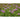 Monarda - Panorama Mix - Flowers