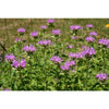 Monarda - Panorama Mix - Flowers