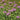 Panorama Mix Monarda - Flowers