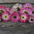 Paper Daisy - Flowers