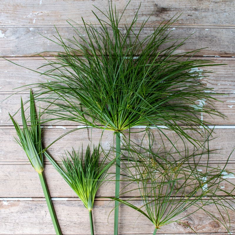 Papyrus Ornamental Grass – Pinetree Garden Seeds