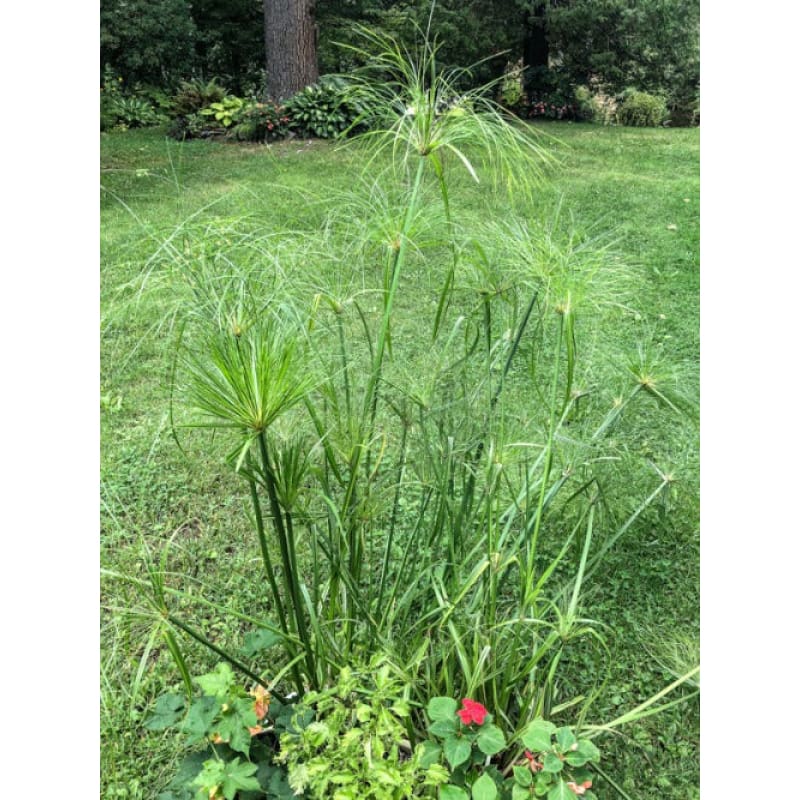 Papyrus Ornamental Grass – Pinetree Garden Seeds