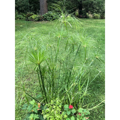 Papyrus Ornamental Grass - Flowers