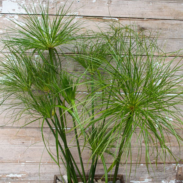 papyrus indoor plant Papyrus Ornamental Grass – Pinetree Garden Seeds