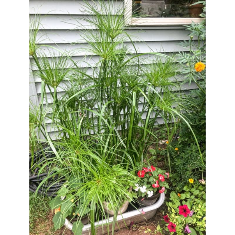 Papyrus Ornamental Grass – Pinetree Garden Seeds