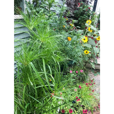 Papyrus Ornamental Grass - Flowers