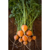 Parisian Carrot (Heirloom 55 days) - Vegetables