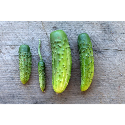 Parisian Pickle Cucumber (Heirloom 50 Days) - Vegetables