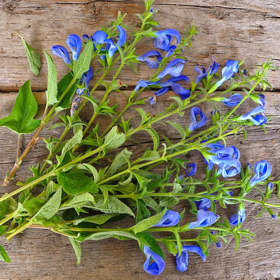 Patio Deep Blue Salvia - Flowers