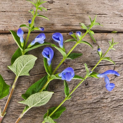 Patio Deep Blue Salvia - Flowers