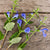 Patio Deep Blue Salvia