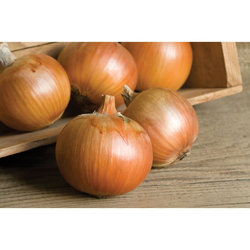 Patterson Onion (F1 Hybrid 104 Days) - Vegetables