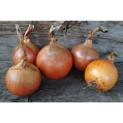 Patterson Onion (F1 Hybrid 104 Days) - Vegetables