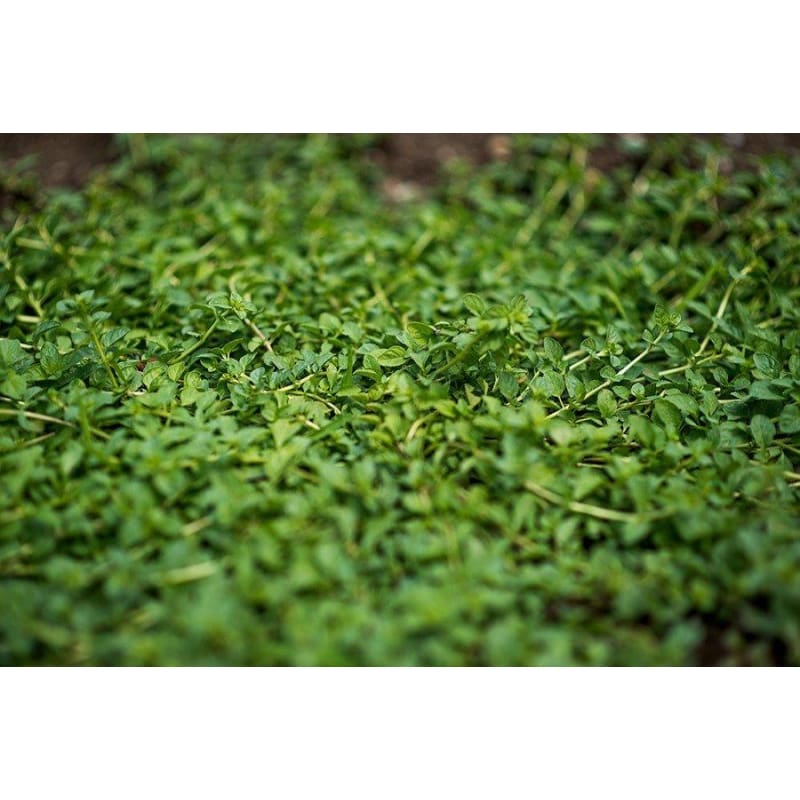 Pennyroyal - Herbs