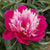 Peony ’Fantastic’