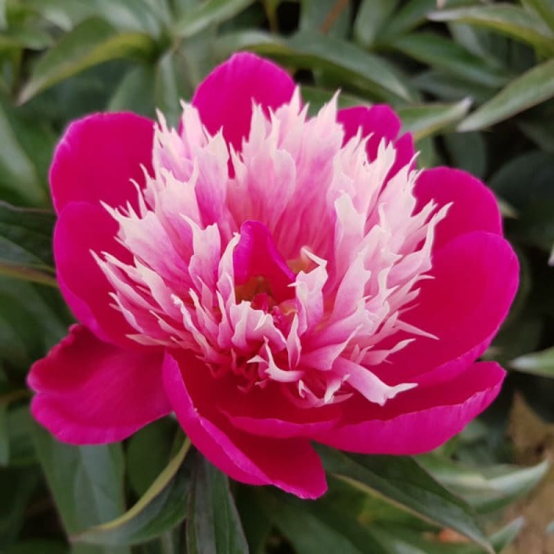 Peony ’Fantastic’