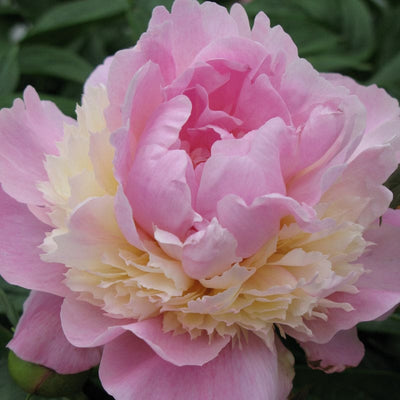 Peony ’Sorbet’ - Spring