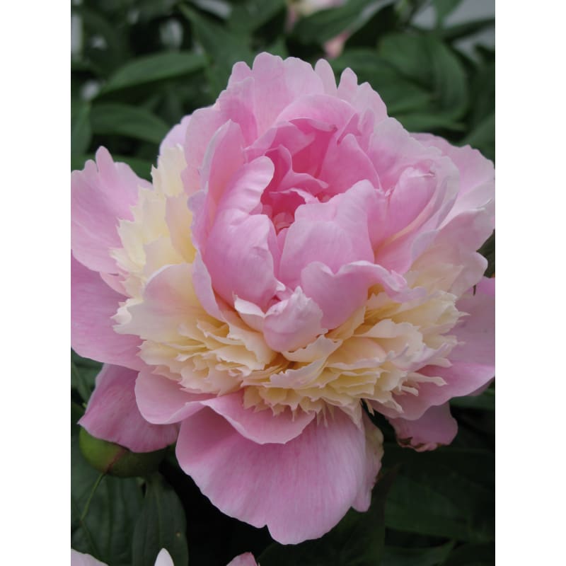 Peony ’Sorbet’ - Spring