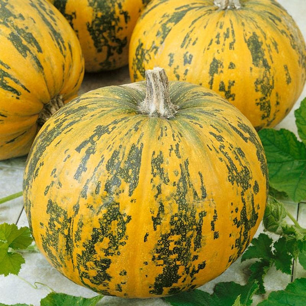 garden pumpkin seeds Pepitas Pumpkin (F1 Hybrid 90 Days)