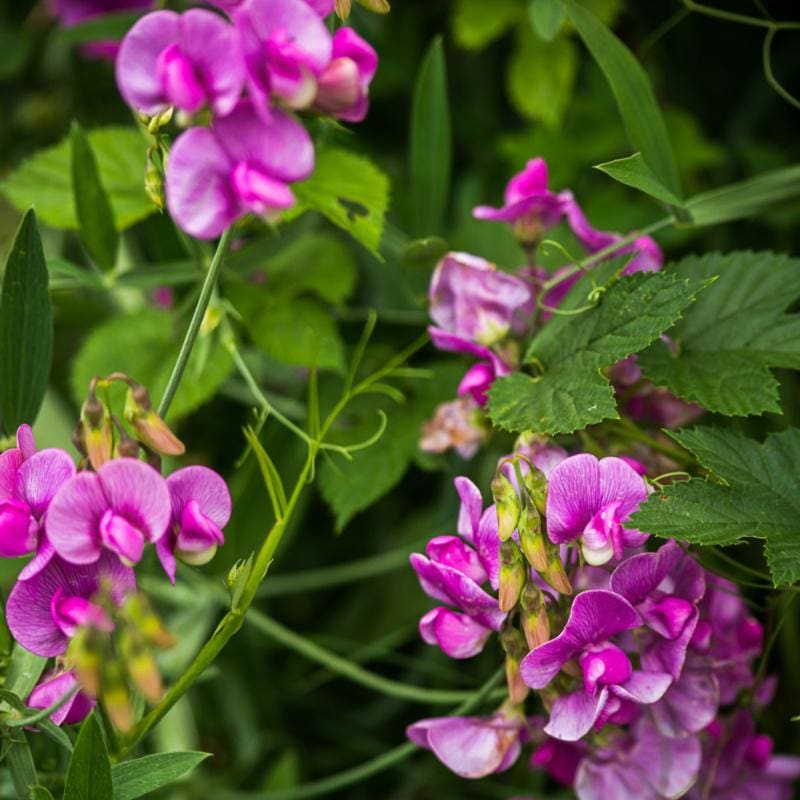 sweet pea seed planting depth Perennial Sweet Pea