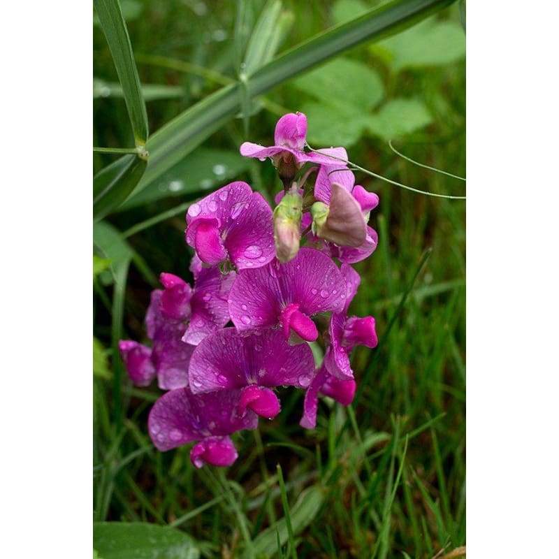 Perennial Sweet Pea - Flowers