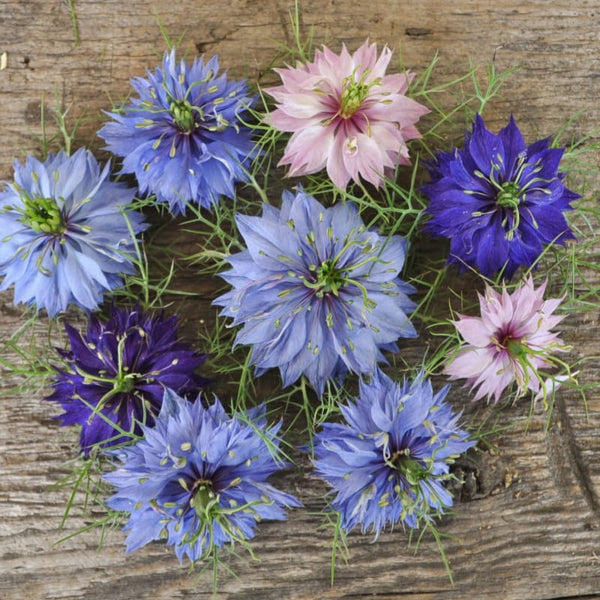love in a mist persian jewels flower seeds Nigella damascena, 'Persian Jewels', Indigo