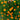 Petite Mix Marigold - Flowers