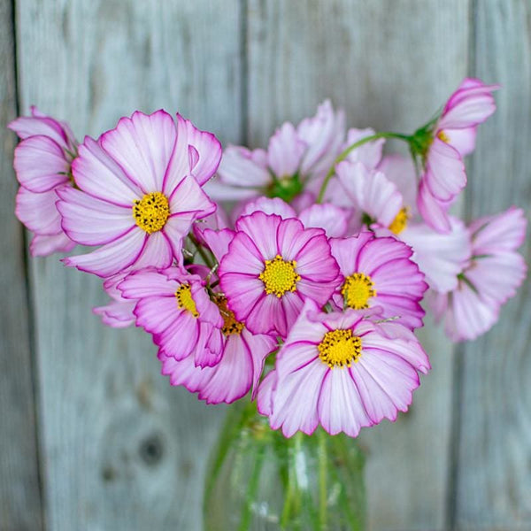 Picotee Cosmos – Pinetree Garden Seeds