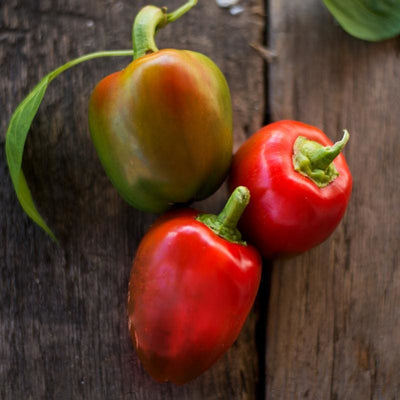 Pimento Pepper (75 Days) - Vegetables