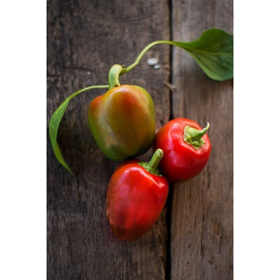Pimento Pepper (75 Days) - Vegetables