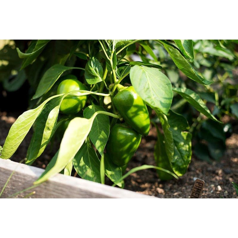pimento seeds for planting Pimento Pepper (75 Days)