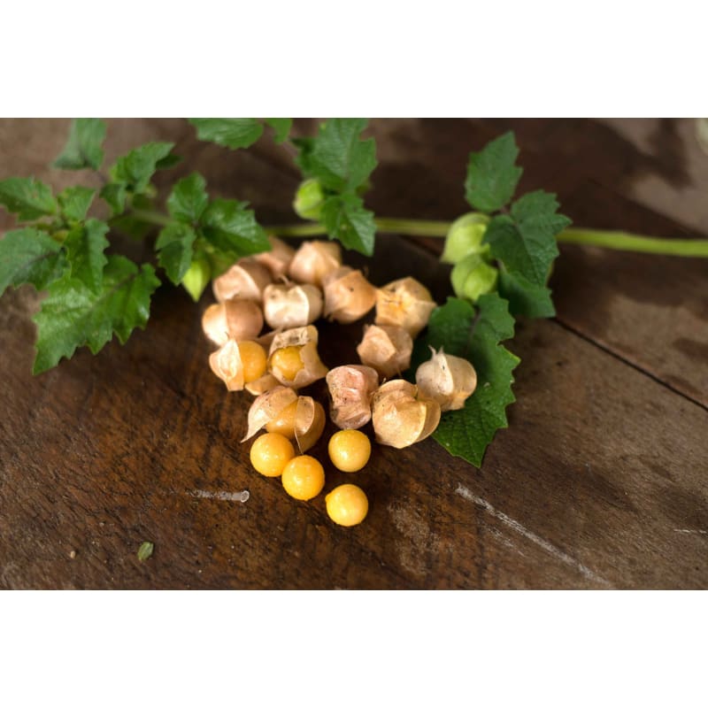 buy pineapple ground tomato plant Pineapple Ground Cherry (Heirloom 75 Days)