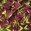 Pineapple Surprise Premium Sun Coleus