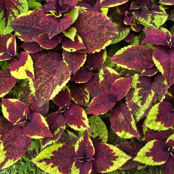 pineapple coleus plant Pineapple Surprise Premium Sun Coleus