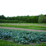 Pinetree Broccoli Mix - Vegetables