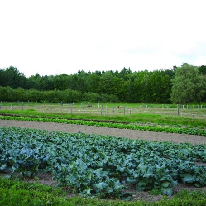 Pinetree Broccoli Mix - Vegetables