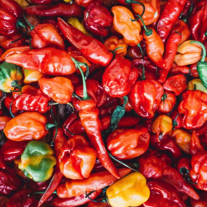Pinetree Hot Pepper Mix (66-90 Days) - Vegetables