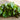 Pinetree Winter Lettuce Mix - Vegetables